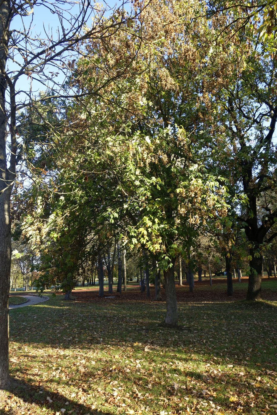 Коложа, image of landscape/habitat.