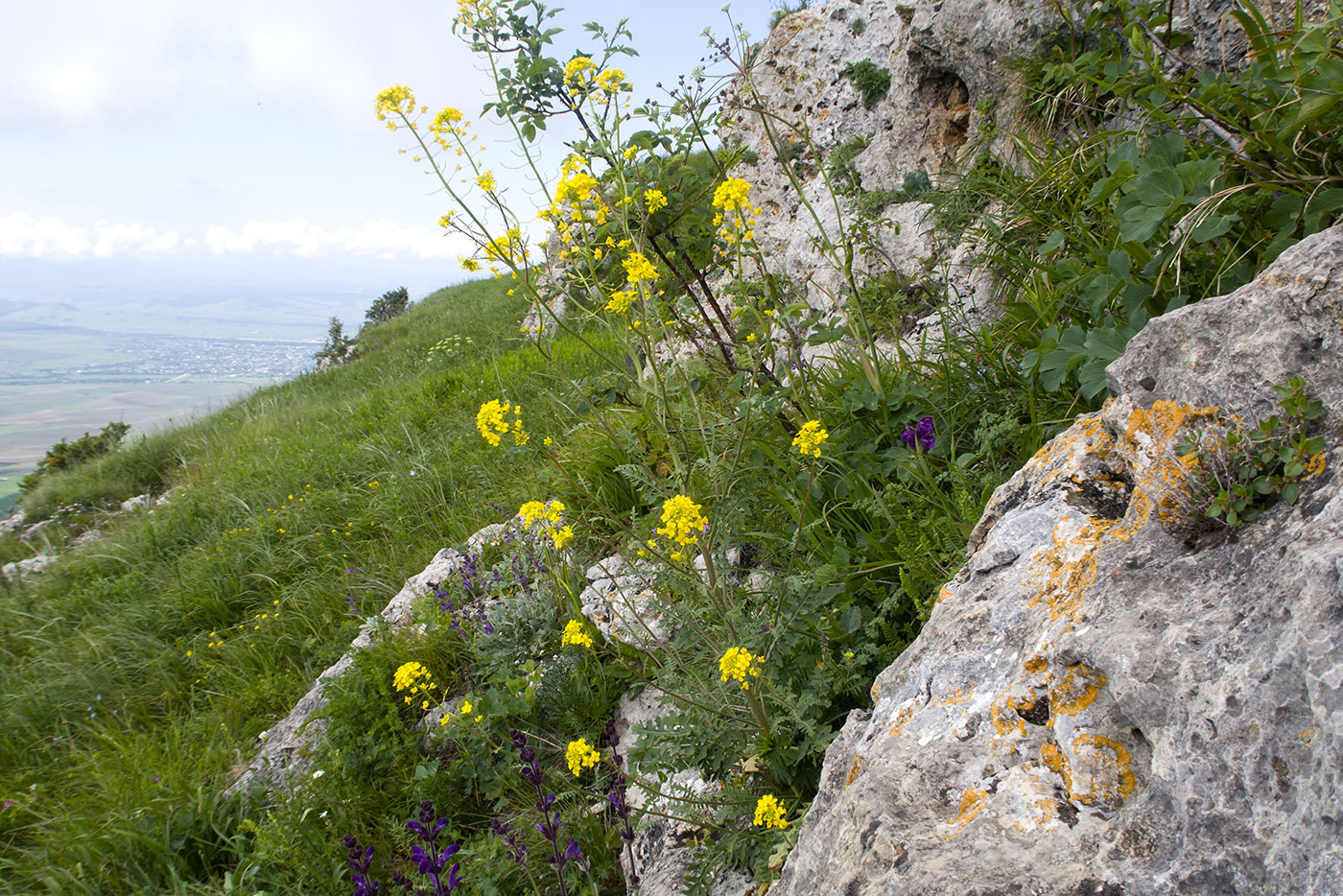 Джангур, image of landscape/habitat.