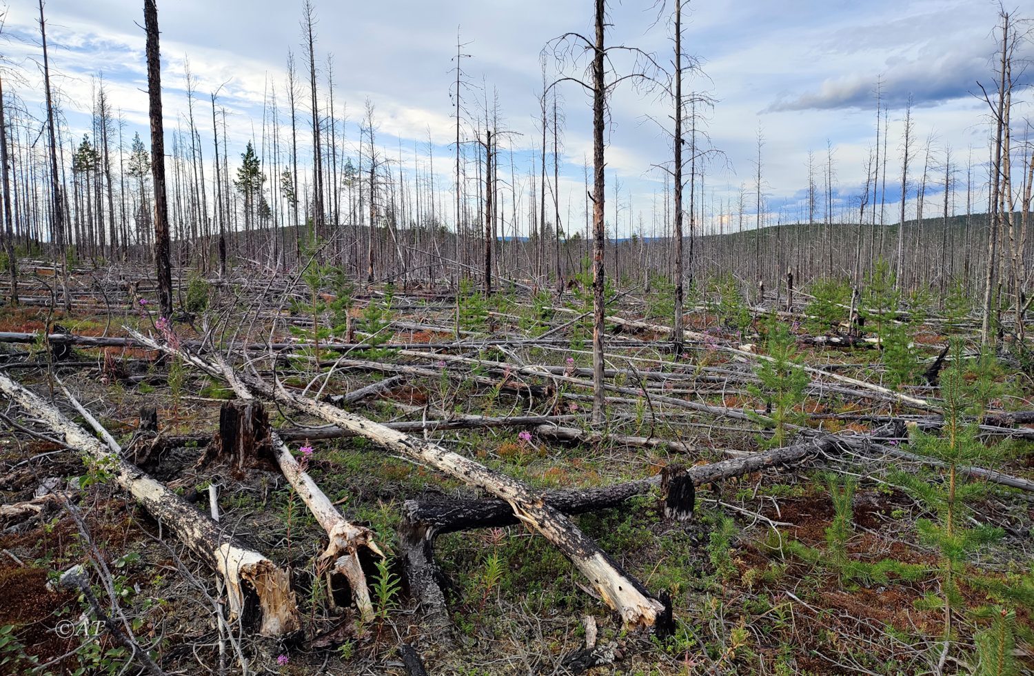 Подножие хребта Путелличорр, image of landscape/habitat.