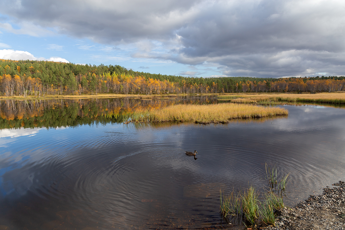 Беличий хвост, image of landscape/habitat.