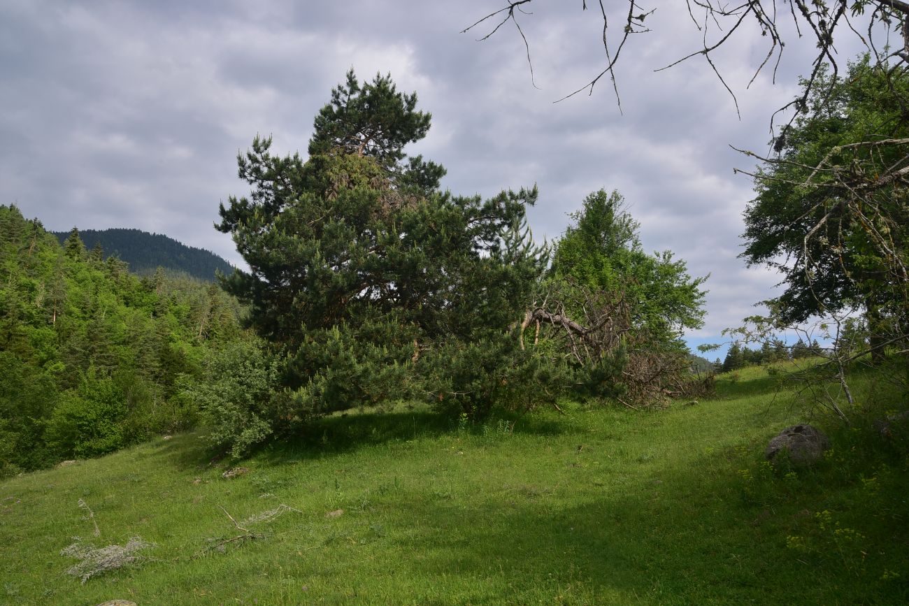 Цинубанская баня, image of landscape/habitat.