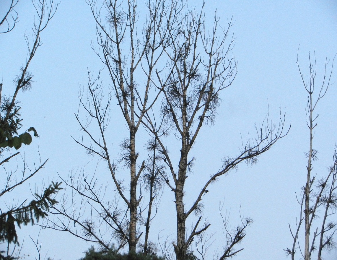 Цешин, image of landscape/habitat.