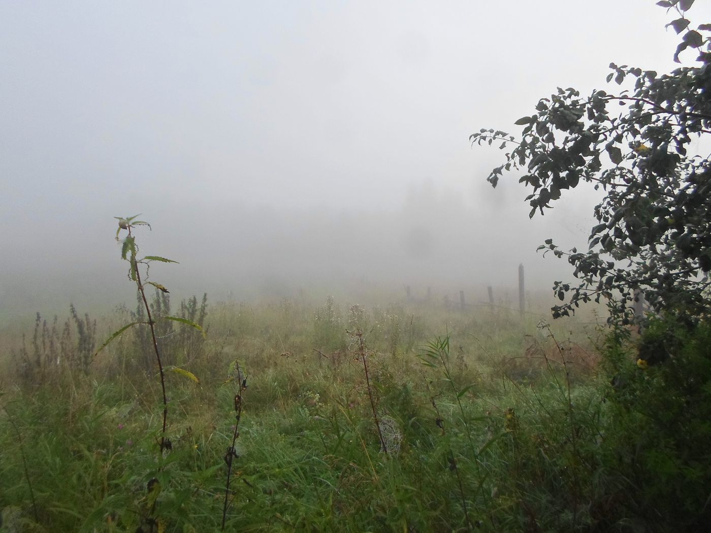 Чистая Дуброва, image of landscape/habitat.