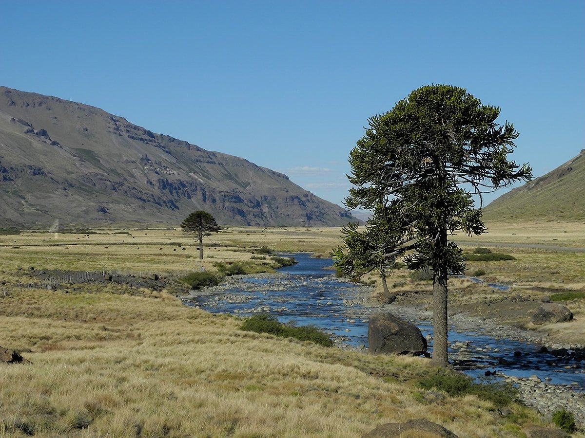 Национальный парк Copahue, image of landscape/habitat.