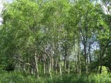 Image of landscape