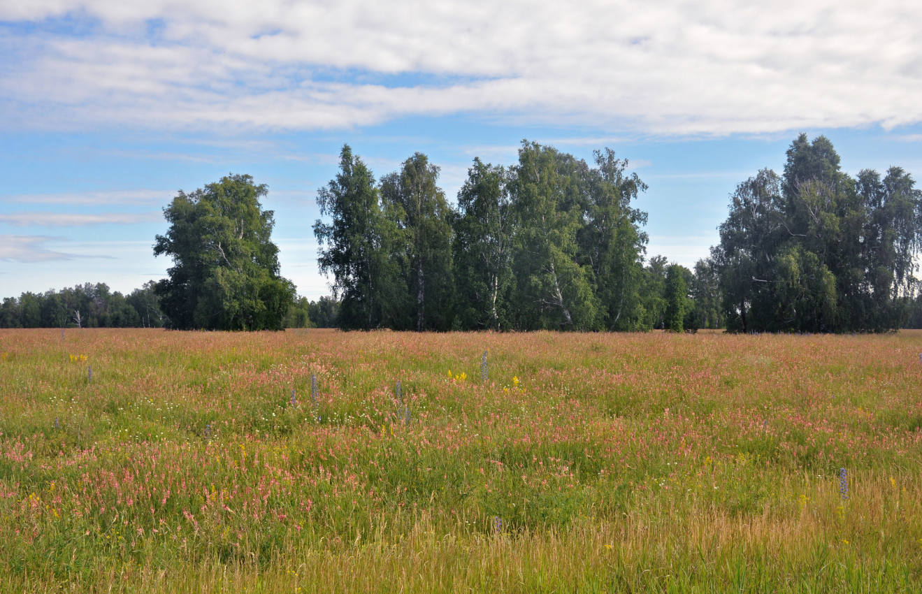 Окрестности села Касмалинка, image of landscape/habitat.