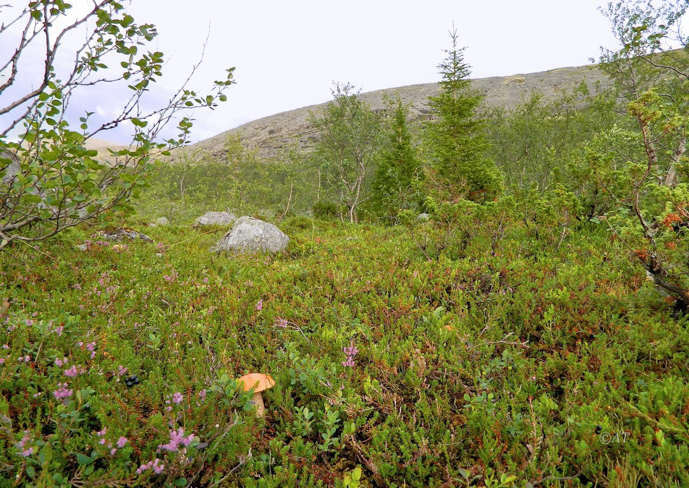 Ручей Маннепахк, image of landscape/habitat.