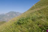 Гора Хиах, image of landscape/habitat.