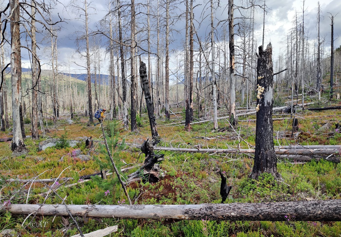 Подножие хребта Путелличорр, image of landscape/habitat.