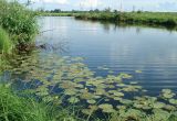 Пойменные луга, image of landscape/habitat.