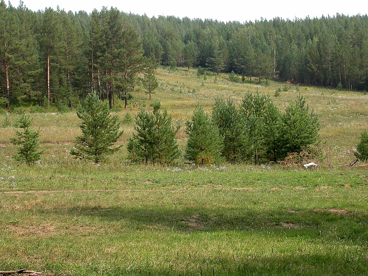 Окрестности Гурульбы, изображение ландшафта.