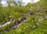 Гора Донгуз-Орун-Гитче-Кара-Баши, image of landscape/habitat.