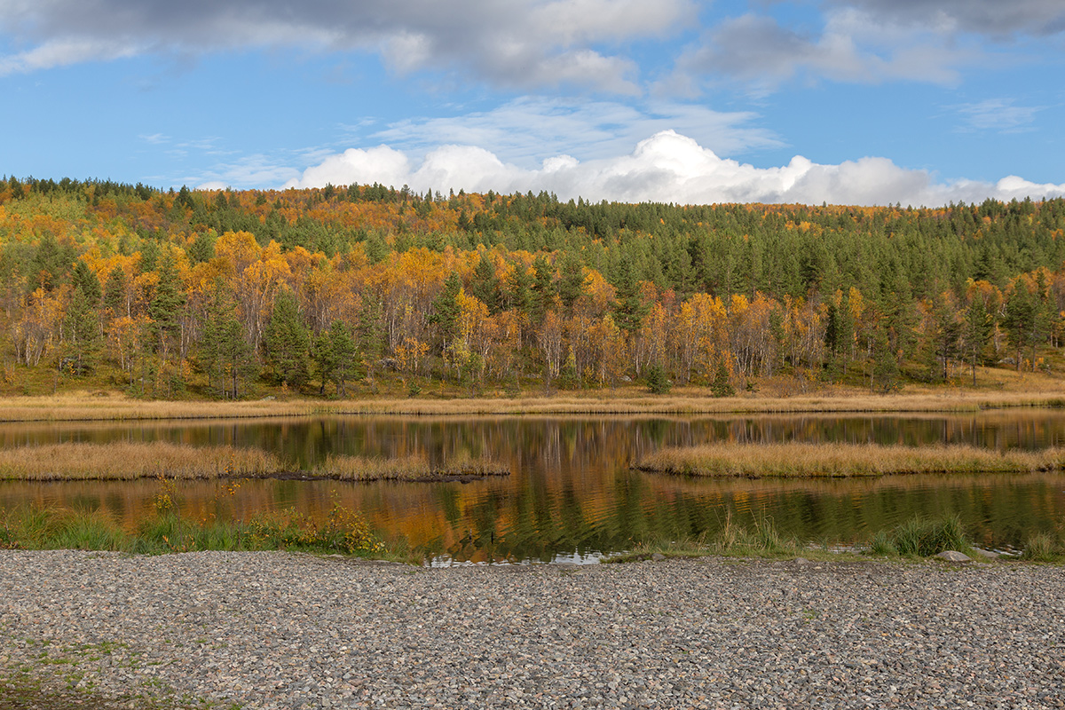 Беличий хвост, image of landscape/habitat.