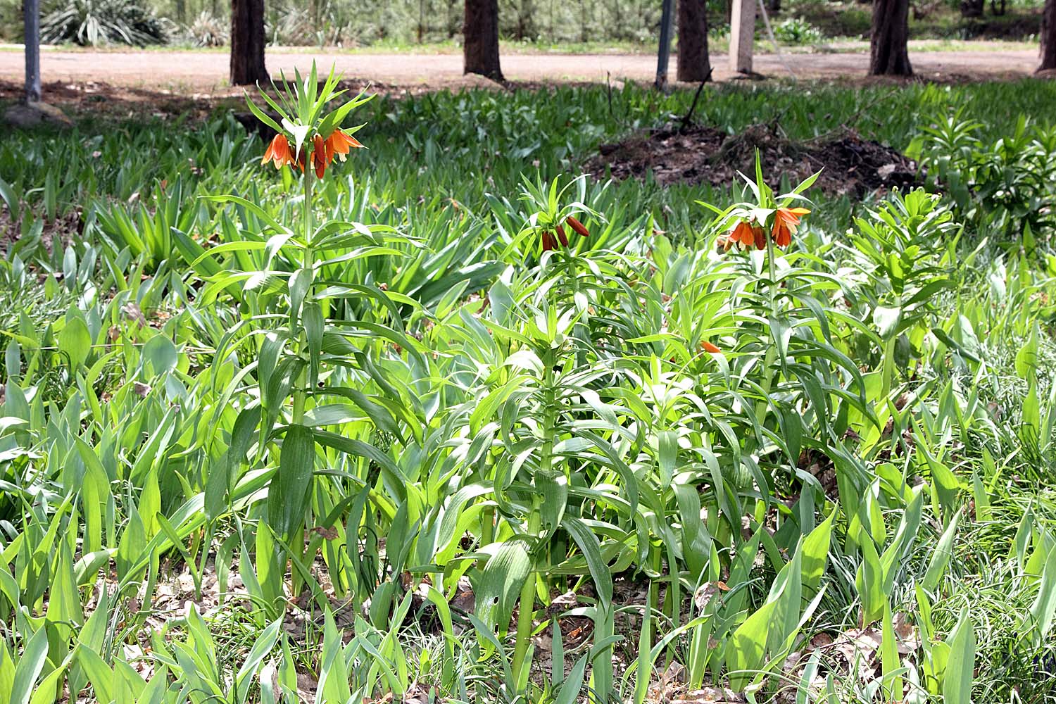 Ботанический сад им.Н.Ф.Русанова, image of landscape/habitat.