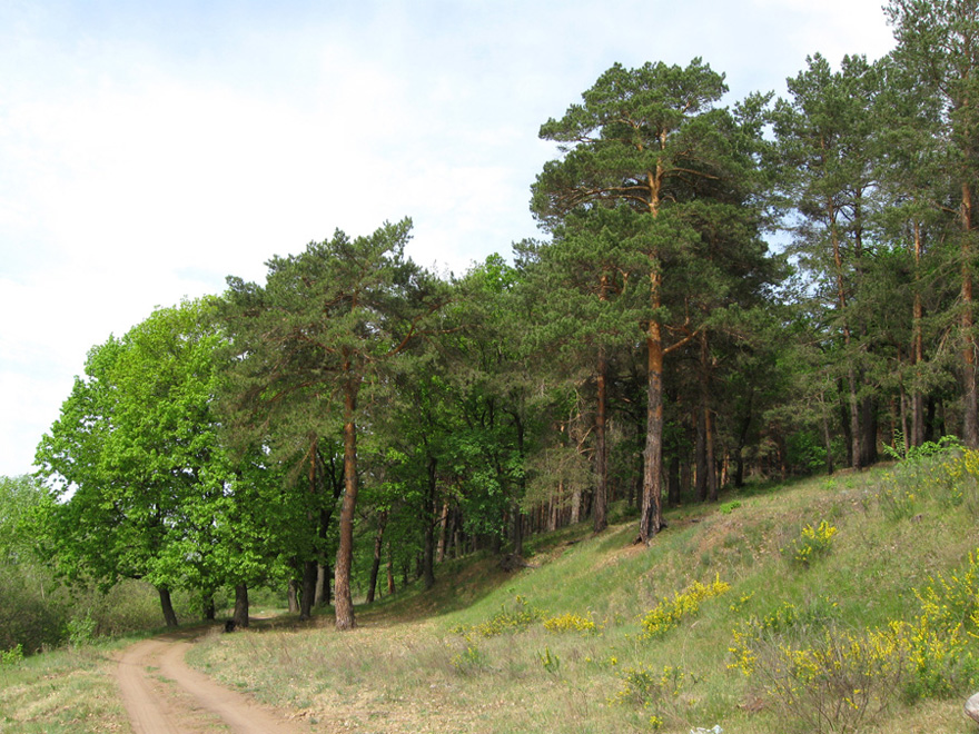 Большой бор, image of landscape/habitat.