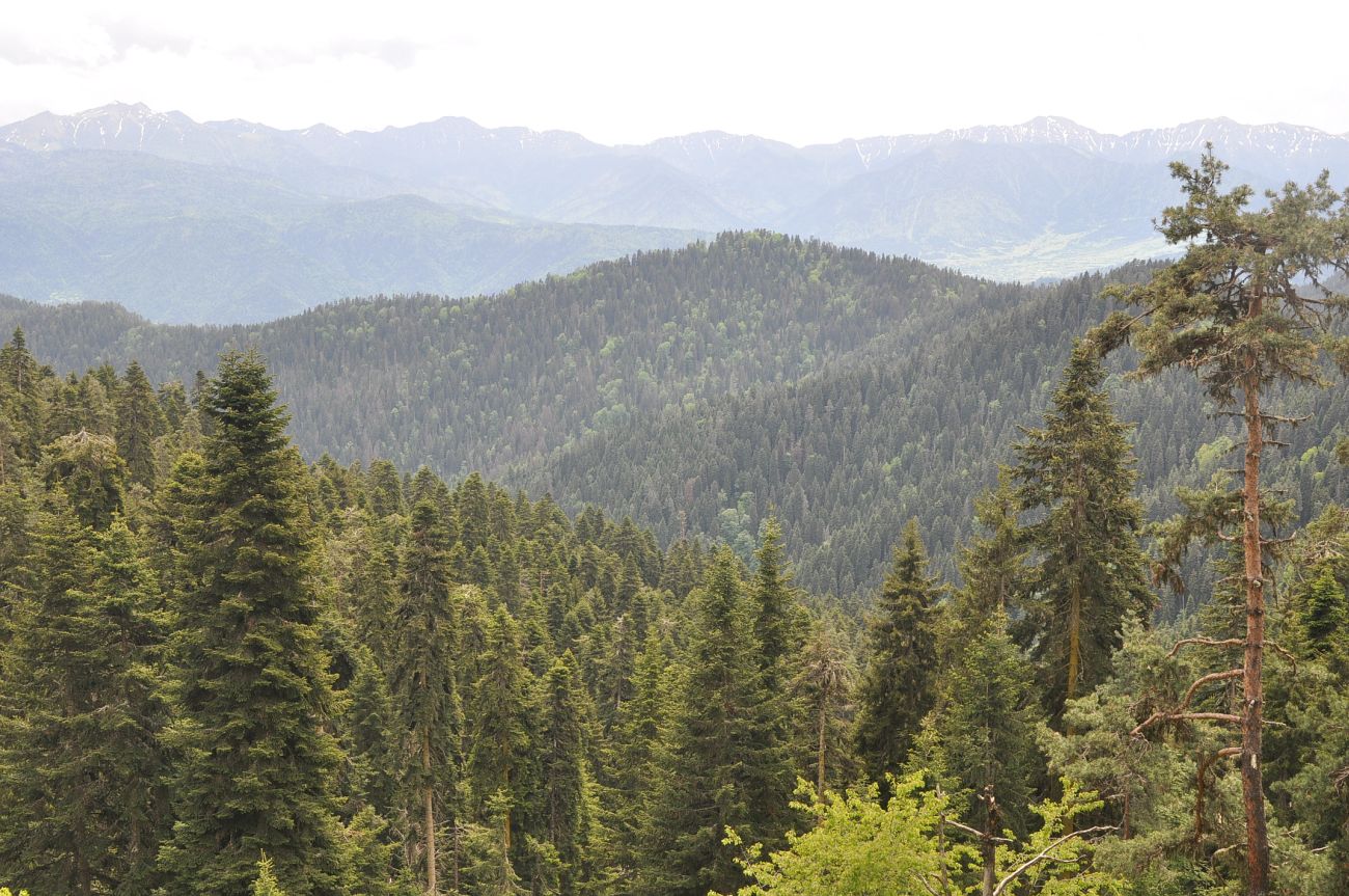 Нац. парк "Боржоми-Харагаули", image of landscape/habitat.