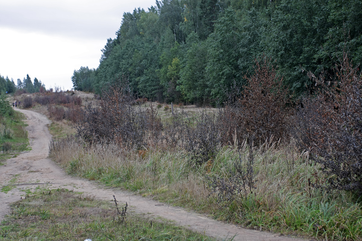 Окрестности Сертолово, image of landscape/habitat.