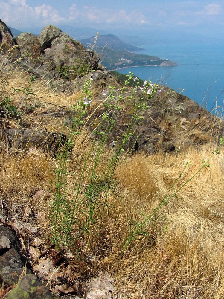 Аюдаг, image of landscape/habitat.