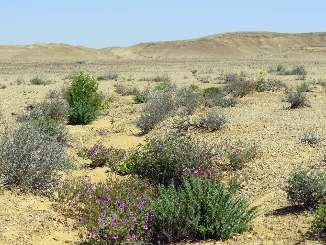 Равнина Мишор а-Сээфим, image of landscape/habitat.