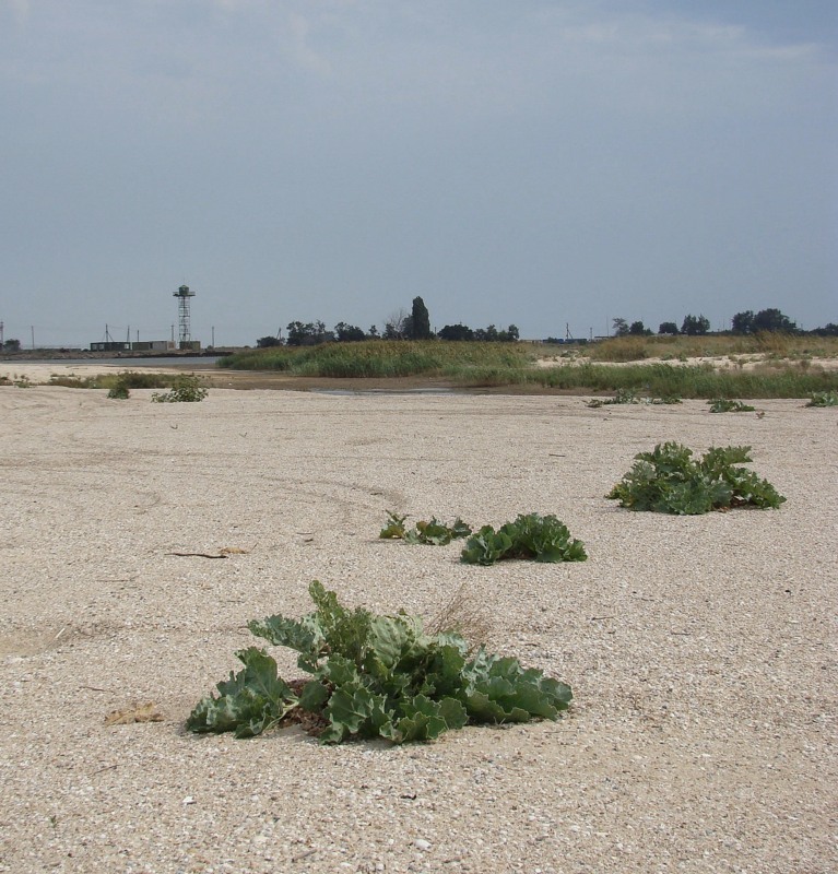 Ясенская коса, image of landscape/habitat.