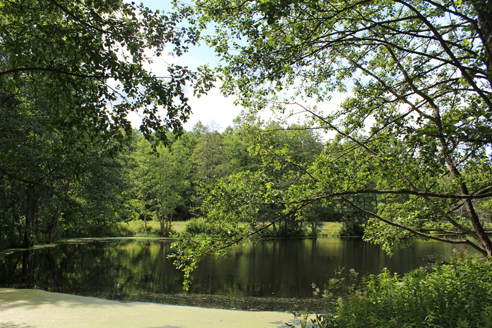 Асино, image of landscape/habitat.