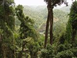 Mamu Tropical Skywalk, image of landscape/habitat.