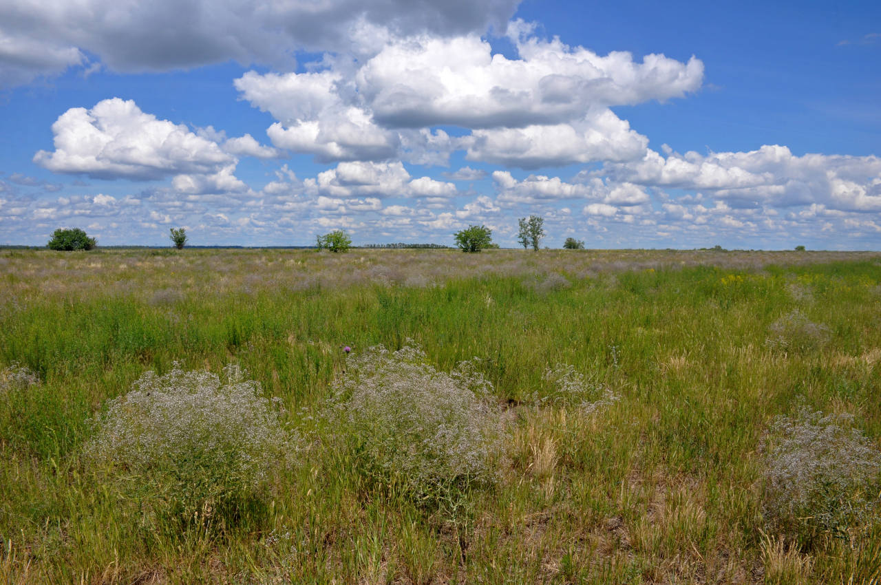 Окрестности села Гуселетово, image of landscape/habitat.