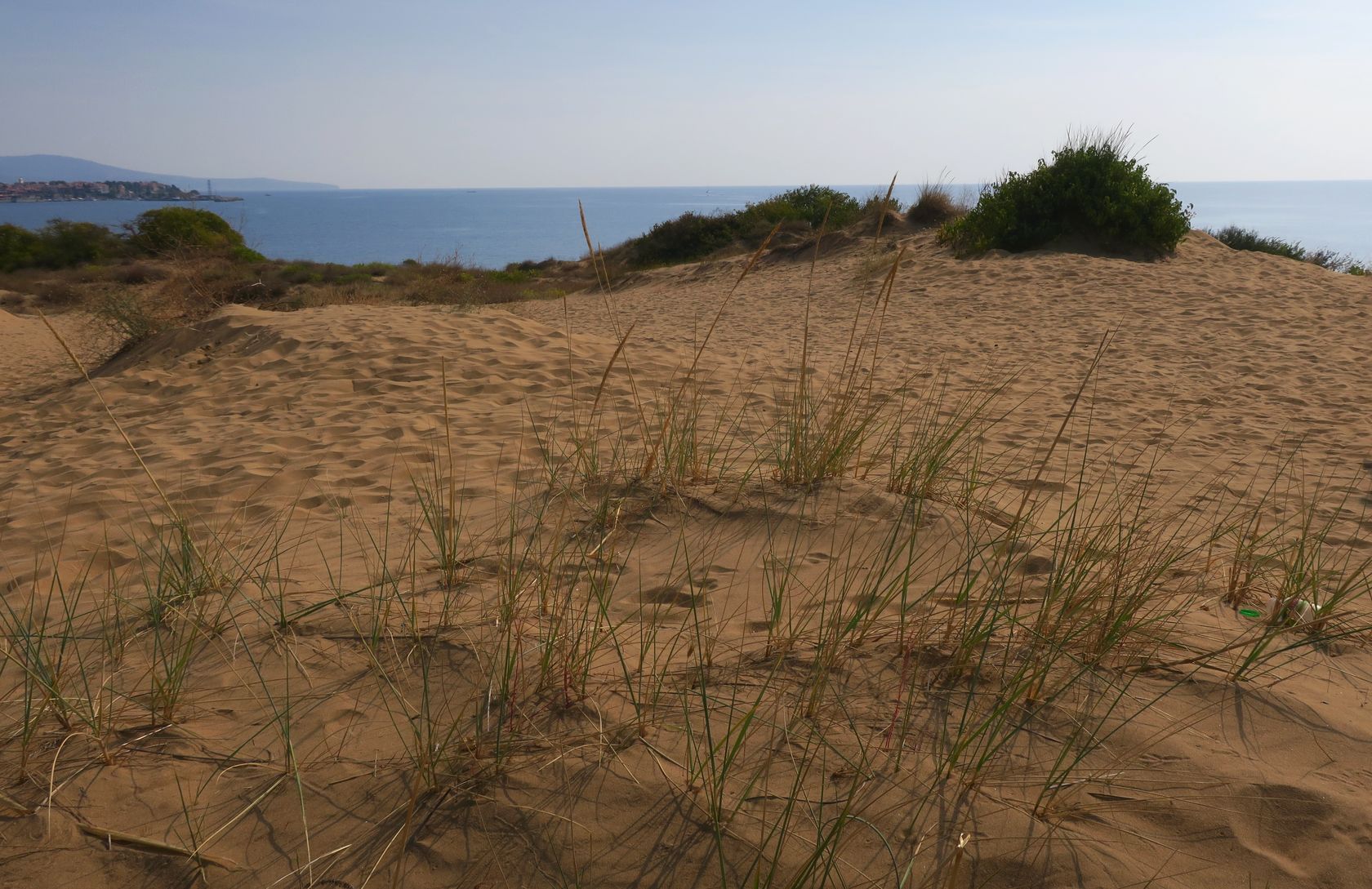 Дюны Несебра, image of landscape/habitat.
