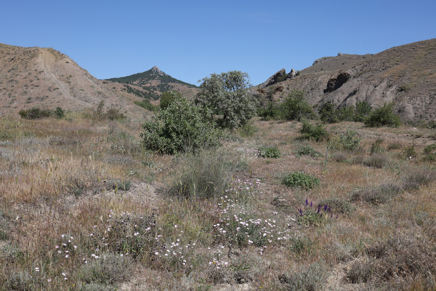 Лисья бухта, image of landscape/habitat.