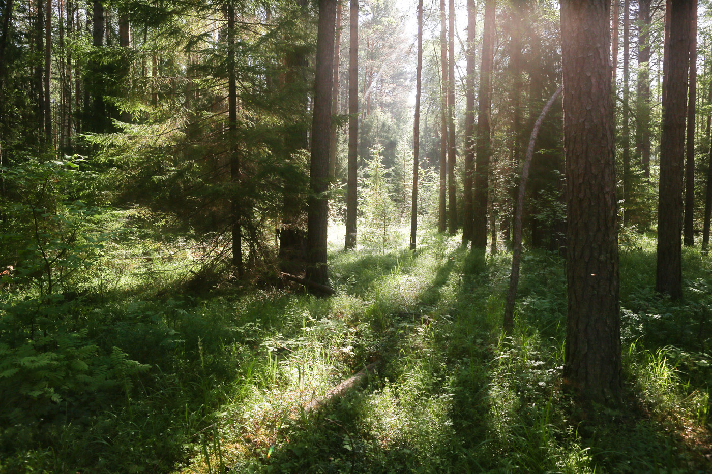 Кунчурихинский бор, image of landscape/habitat.