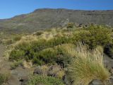 Национальный парк Copahue, image of landscape/habitat.