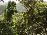 Mamu Tropical Skywalk, image of landscape/habitat.