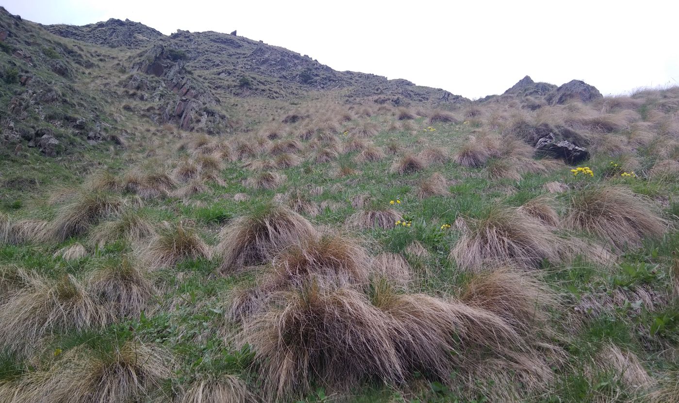 Западный склон горы Куро, image of landscape/habitat.