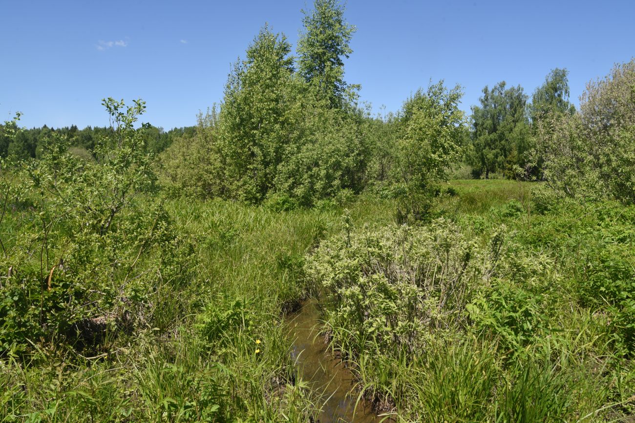 Окрестности истока реки Межиха, image of landscape/habitat.