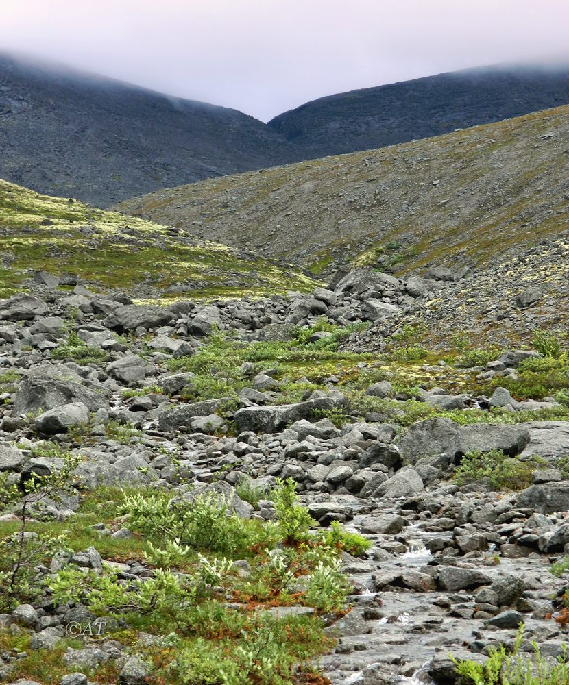 Ручей Маннепахк, image of landscape/habitat.