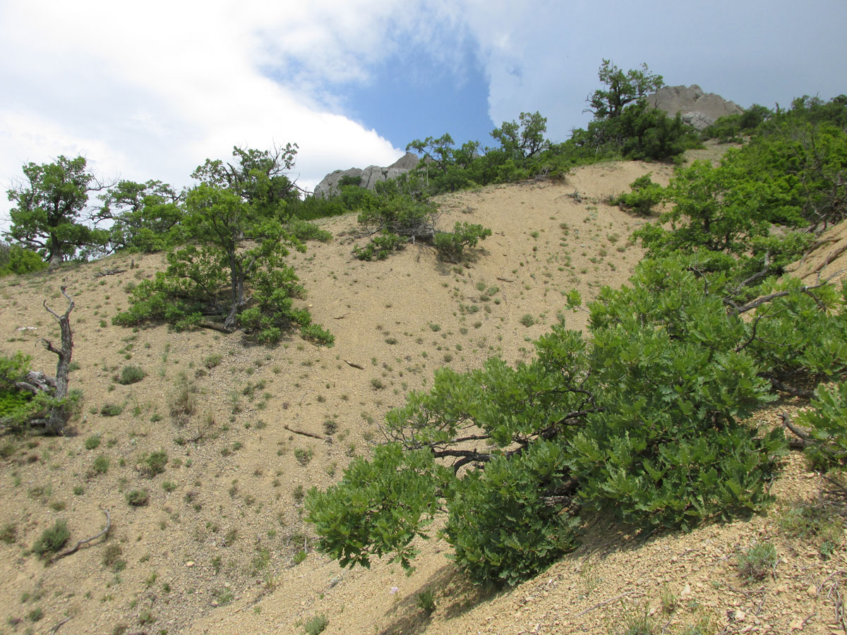Эчкидаг, image of landscape/habitat.