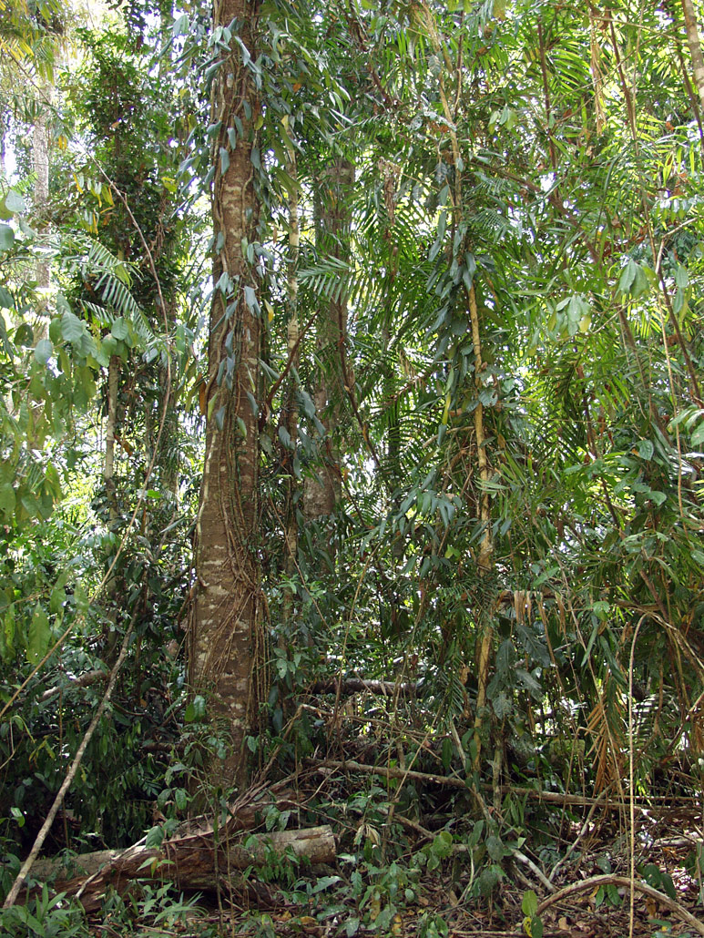 Mamu Tropical Skywalk, image of landscape/habitat.