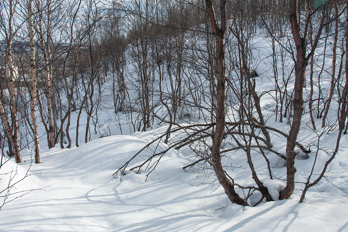 Горелая сопка, image of landscape/habitat.