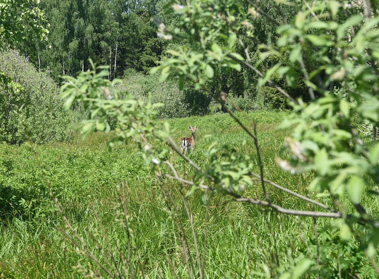 Окрестности истока реки Межиха, image of landscape/habitat.