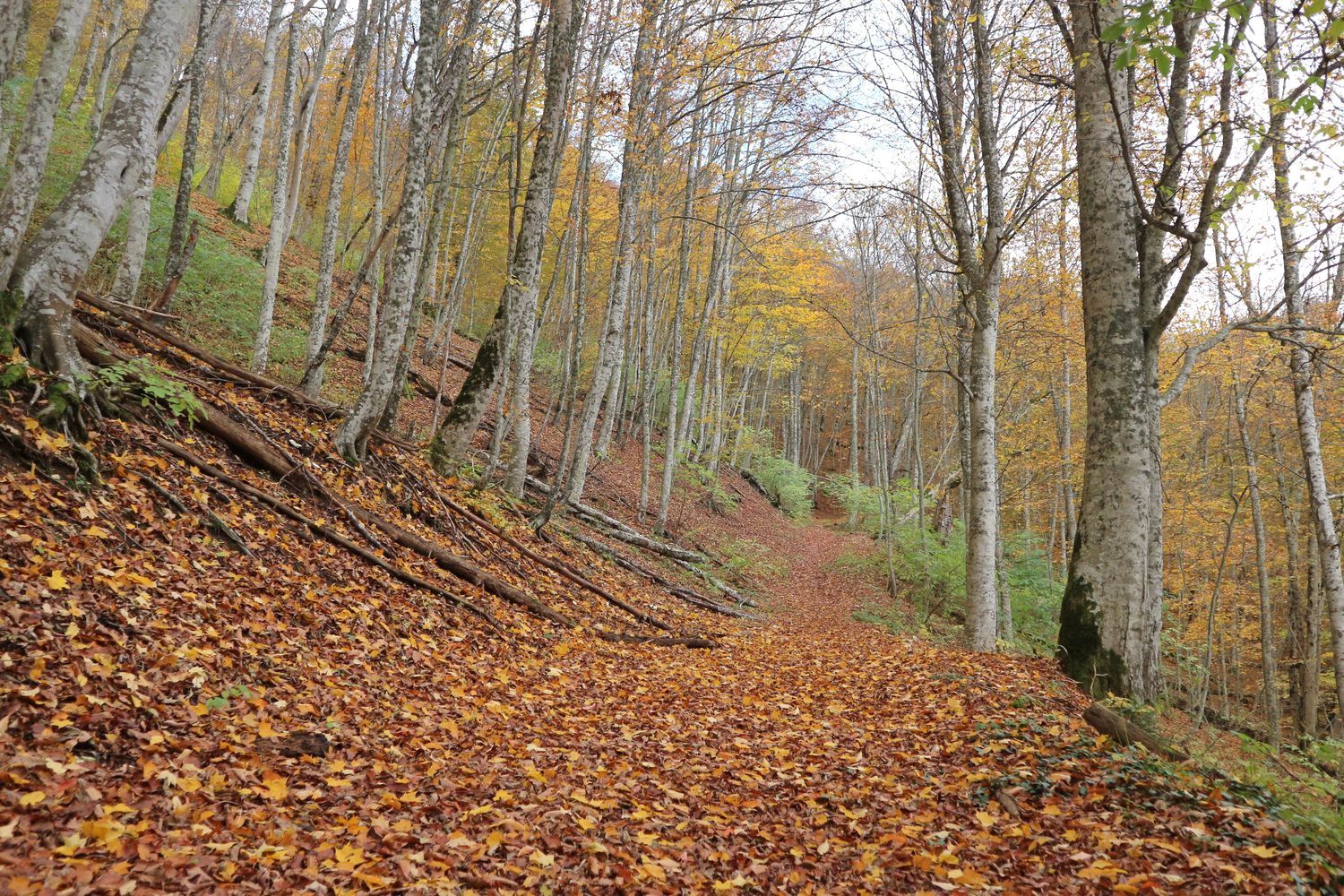 Гора Михайловка, image of landscape/habitat.