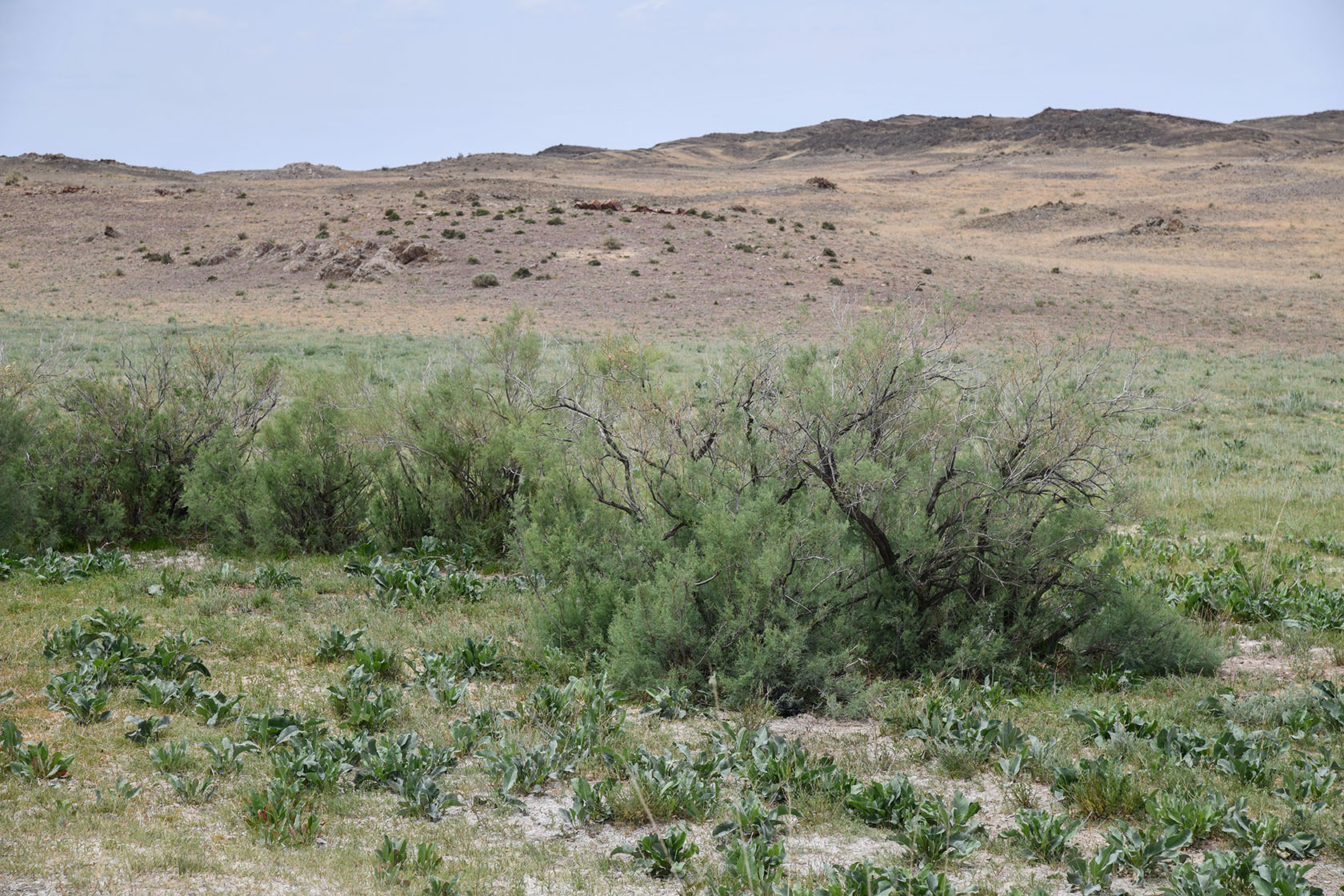 Ак-Чеку, изображение ландшафта.