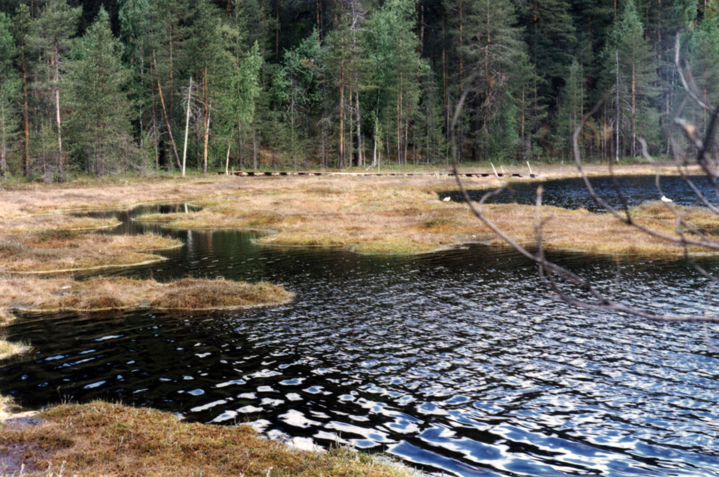 Болото Ламмин-Суо, image of landscape/habitat.