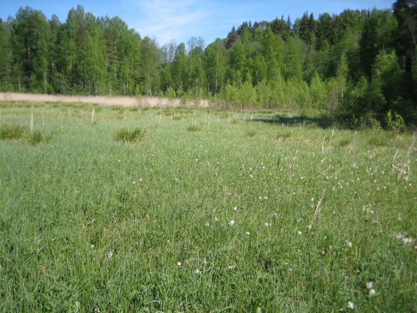 Болота у реки Обла, image of landscape/habitat.