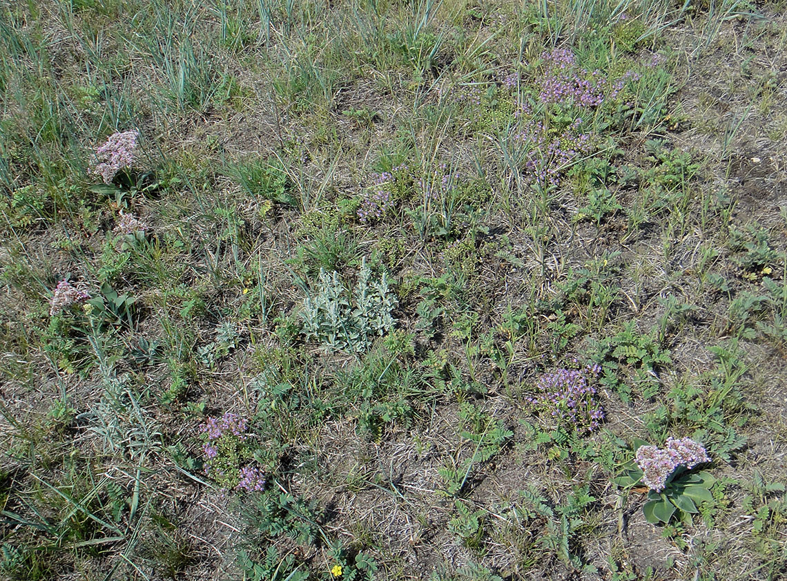 Позднякова, image of landscape/habitat.