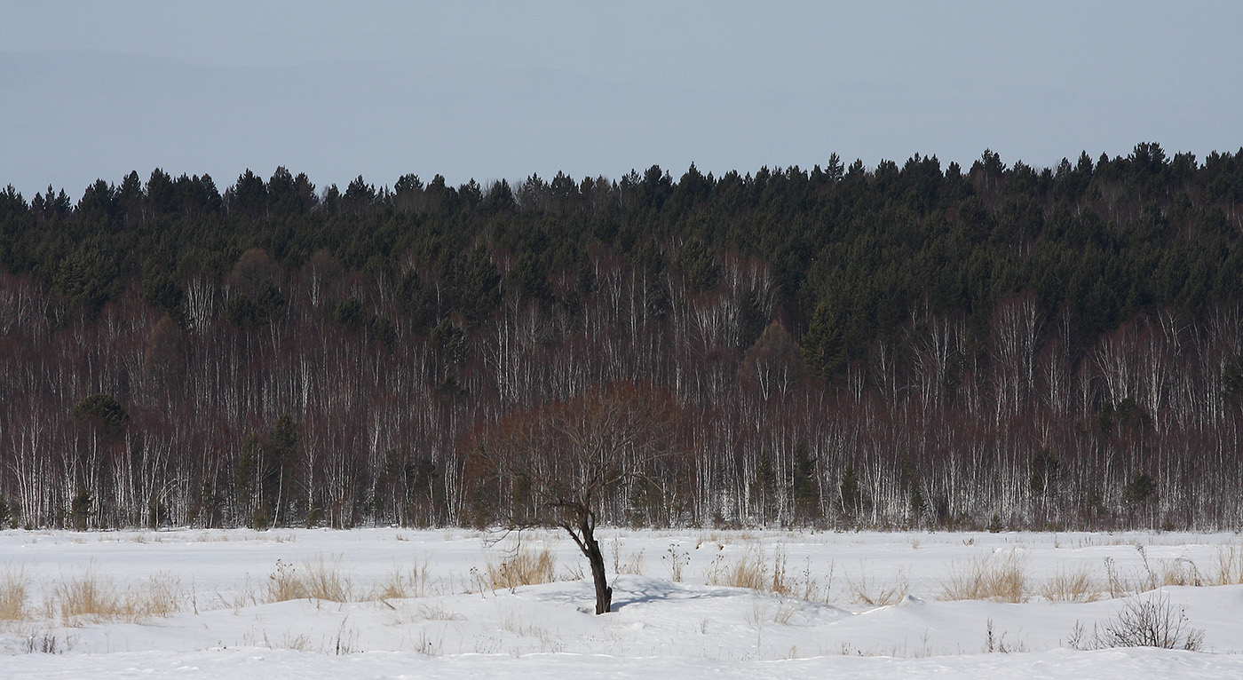 Тальцы, image of landscape/habitat.