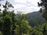 Mamu Tropical Skywalk, image of landscape/habitat.