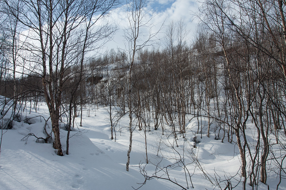 Горелая сопка, image of landscape/habitat.