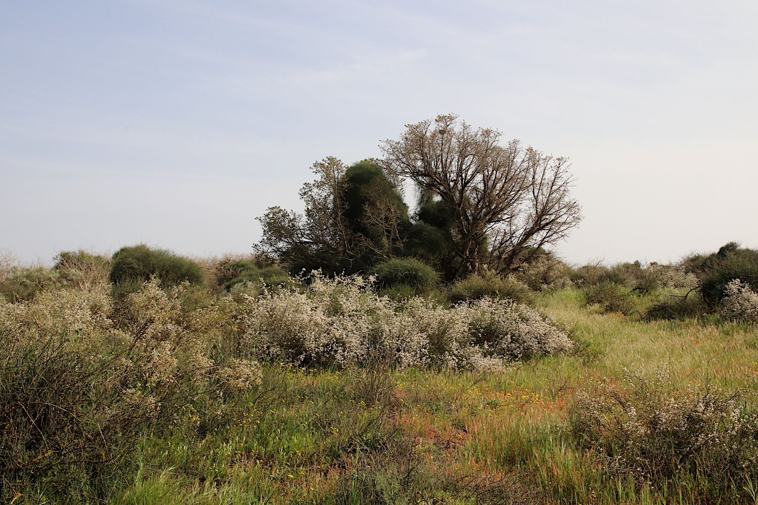 Ашдод, image of landscape/habitat.