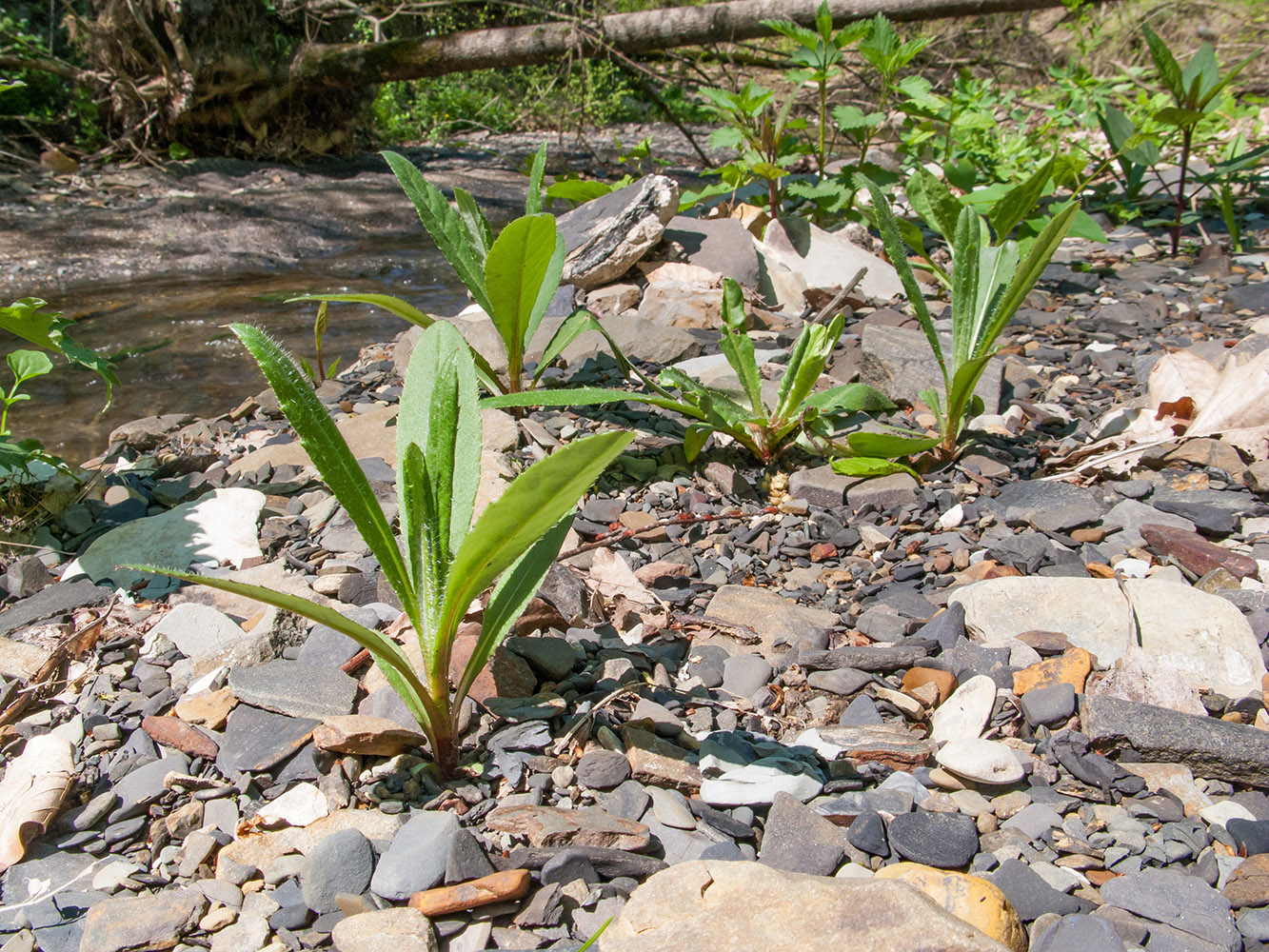 Щель Мардакова, image of landscape/habitat.