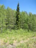 Image of landscape